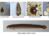 제주 한라산에 조개, 미꾸리도 산다
