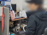 동물권 단체 ‘카라’서 10년간 동물학대 의혹