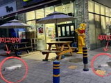12층서 떨어진 어미·새끼 고양이 즉사 '동물학대 수사'