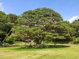 문화재청, 대통령 기념식수 등 주요 수목 집중 관리