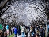 벚꽃·적벽·시간까지…한 번에 담는 평화누리길
