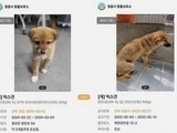 정읍 유기견, 입양 아닌 실험용?