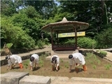 문화재청, 창덕궁 모내기 행사 개최