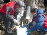 뼈에 좋은 봄의 기운 '하동 고로쇠 수액' 맛보세요