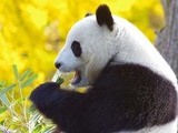 광주, 푸바오 유치 검토 본격화