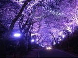 하동 화개 십리벚꽃길...환상적인 야간 경관조명 
