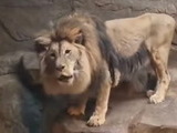 동물원에 갈비뼈 드러낸 앙상한 사자 '동물학대 논란'