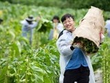 KT&G, 잎담배 수확 봉사활동