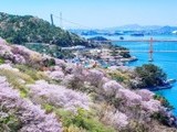 남해대교 개통 50주년 기념 '꽃 피는 남해' 이벤트 개최