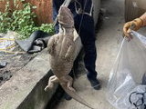 경북 영주서 70cm 사바나왕도마뱀 포획