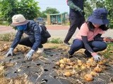 농관원 전남지원, 양파 농가 일손돕기 봉사