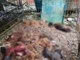 '사상 최악' 동물학대...양평 수백구 개 사체 사건
