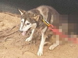 떠돌이 개에 화살 쏜 40대 동물 학대범 법정구속