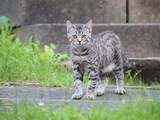 광주시, 동물보호 앞장설 '명예동물보호관' 모집