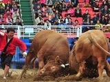 청도군, ‘민속 소싸움대회’ 논란 속 재개 결정