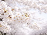 벚꽃 속도 붙었다…예년보다 빠른 ‘봄 질주’