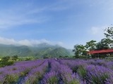 6월은 라벤더 향 따라 힐링 여행!