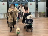 전세기 타고 반려견이랑 제주여행 왔어요