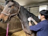한국마사회, 말전염병 청정...건강한 말산업 육성 박차