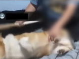 자극적인 콘텐츠로 이목 끌려고 '동물학대'까지