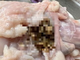 대형마트 하림 생닭서 벌레유충이 '우글우글'
