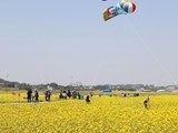 '제3회 영암 월출산 유채꽃 축제' 오는 14일 개막