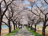 '2024 보은 벚꽃길 축제' 29일 개막