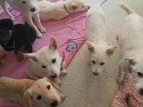 제주 제2동물보호센터 ‘오름센터’ 15일 개관
