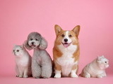 반려동물 350만 시대…고양이 등록 급증