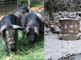 동물학대 논란 '제주 포제' 바뀌나