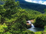 Iriomote Island limits number of visitors to protect wildcat