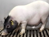 세계 첫 돼지 간 이식 '담즘 기능 입증'