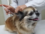 서울시, 취약계층 반려동물 진료비 지원 확대