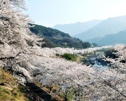 '화개장터 벚꽃축제’ 22~24일  개최