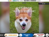 경기도 동물 입양 캠페인 '3만5천명 참여'