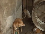 춘천 도견장서 동물학대 정황 개 56마리 구조