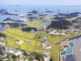  신안 '팔금 섬 유채꽃축제' 개최