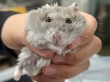 햄스터·기니피그 동물 학대 30대 검찰 송치