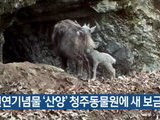 구조된 천연기념물 ‘산양’ 청주동물원에 새 둥지 틀어