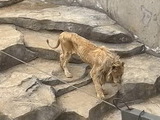 중국 동물원 '뼈만 남아 휘청거리는 수사자' 영상 논란