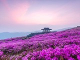 4년 만에 열리는 '산청황매산철쭉제' 개최